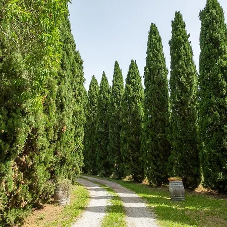 La Pieve - Margherite * Pereta